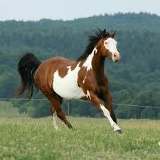 Pinto-Horse.